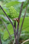 Jack-in-the-Pulpit