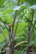 Jack-in-the-Pulpit