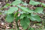 Jack-in-the-Pulpit