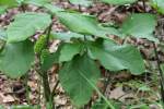 Jack-in-the-Pulpit