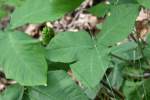 Jack-in-the-Pulpit