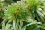 Sphagnum Moss