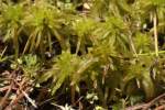 Sphagnum Moss