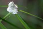 Shortleaf Spikesedge