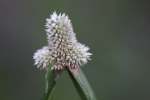 Shortleaf Spikesedge