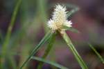 Shortleaf Spikesedge