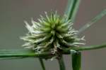 Globe Sedge