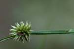 Globe Sedge