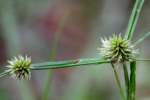 Globe Sedge