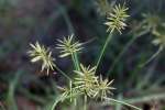 Yellow Nutsedge