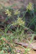 Yellow Nutsedge