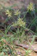 Yellow Nutsedge