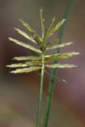 Yellow Nutsedge