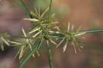 Yellow Nutsedge