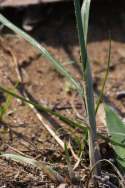 Yellow Nutsedge