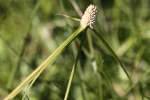 Shortleaf Spikesedge