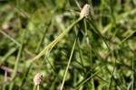 Shortleaf Spikesedge