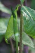 Jack-in-the-Pulpit