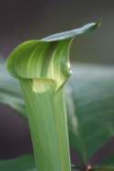 Jack-in-the-Pulpit