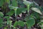 Jack-in-the-Pulpit