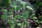 Jack-in-the-Pulpit