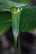 Jack-in-the-Pulpit