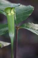 Jack-in-the-Pulpit