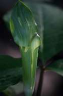 Jack-in-the-Pulpit