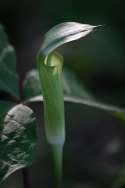 Jack-in-the-Pulpit