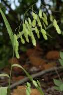 Indian Wood-oats