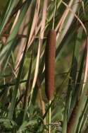 Common Cattail