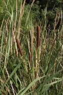 Common Cattail