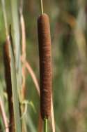 Common Cattail