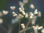 Quaking Grass