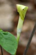 Jack-in-the-Pulpit