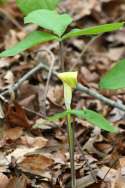 Jack-in-the-Pulpit