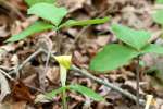 Jack-in-the-Pulpit