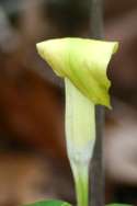 Jack-in-the-Pulpit