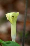 Jack-in-the-Pulpit