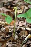 Jack-in-the-Pulpit