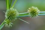 Globe Sedge