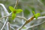 Spanish Moss