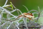 Spanish Moss