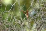 Spanish Moss