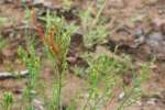 Pineweed / Orange Grass