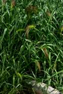 Water Grass / Coast Cockspur