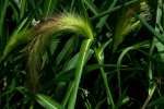 Water Grass / Coast Cockspur