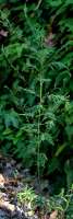 Common Ragweed