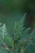 Common Ragweed