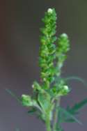 Common Ragweed